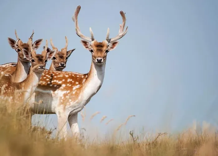 House Sea La Vie 50 Meters From The Apartment *